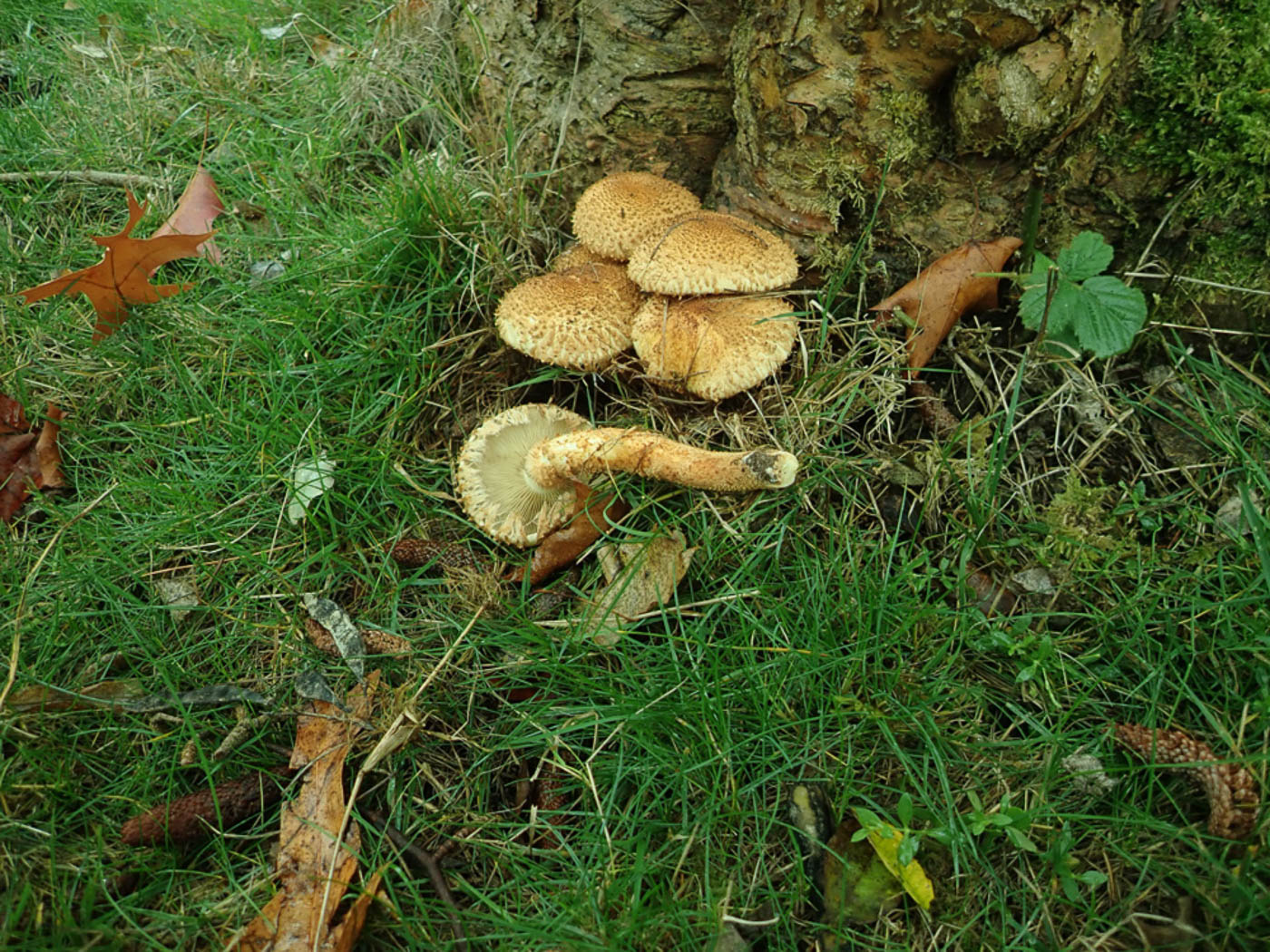 Photo © Penny Cullington Pholiota squarrosa by Penny Cullington